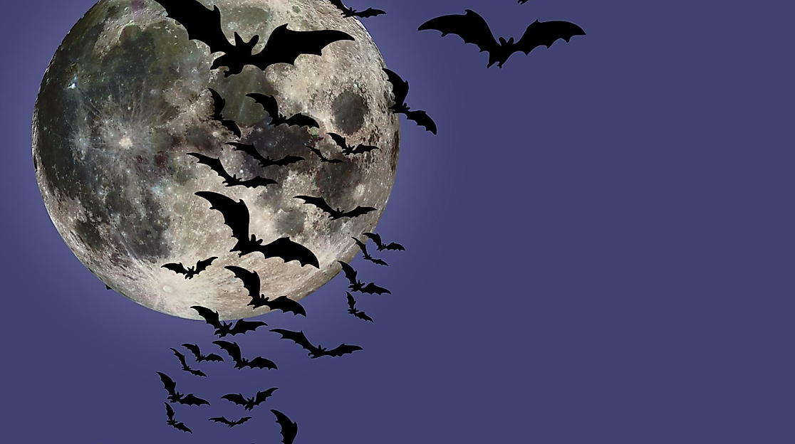 Ein Schwarm Fledermäuse vor dem Vollmond