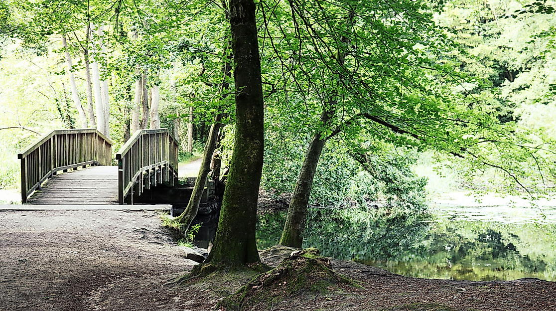 Holzbrücke im grünen Wald führt über einen ruhigen Bach im Naturschutzgebiet in Hamburg