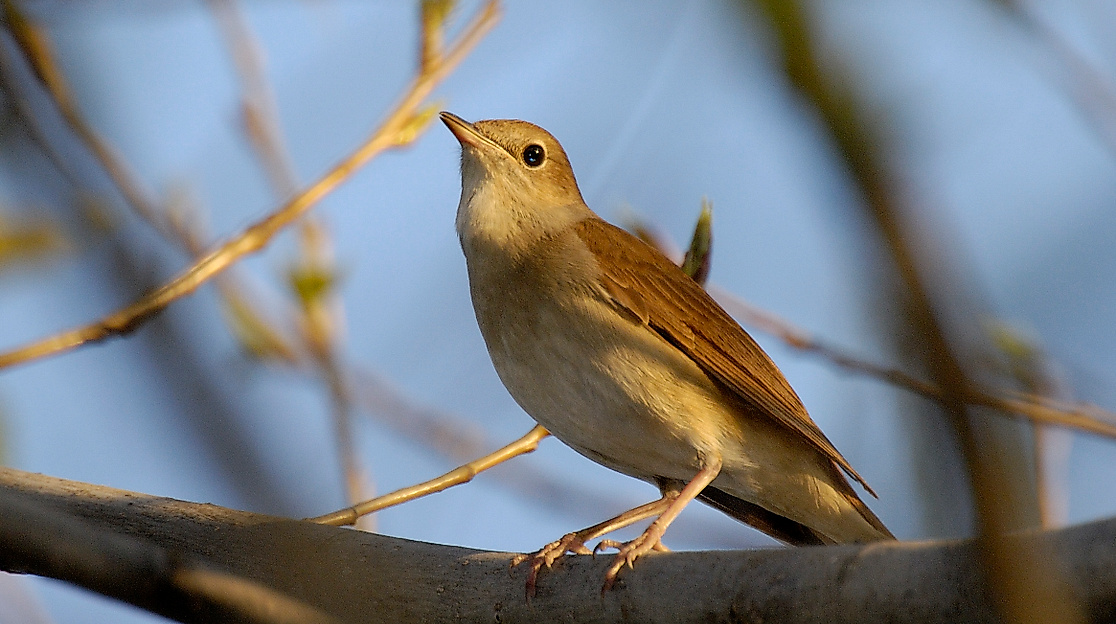NABU NACHT der Nachtigallen