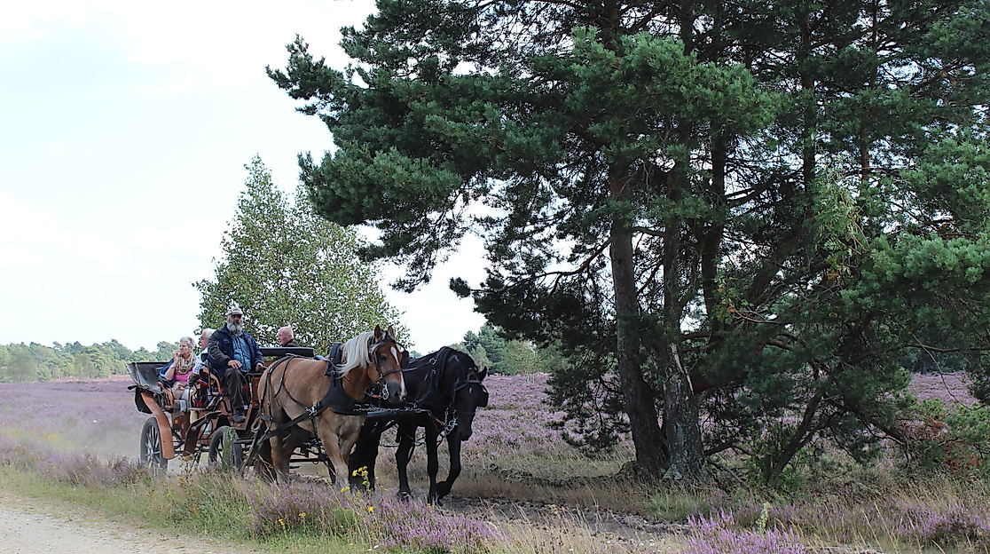 kutschfahrt-in-der-heide-2014-jg-2_2
