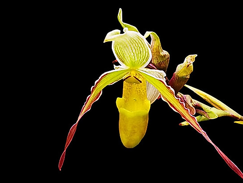 orchideen-1-733x414
