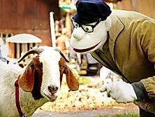 Werner Momsen - Momsen, Tiere, Sensationen