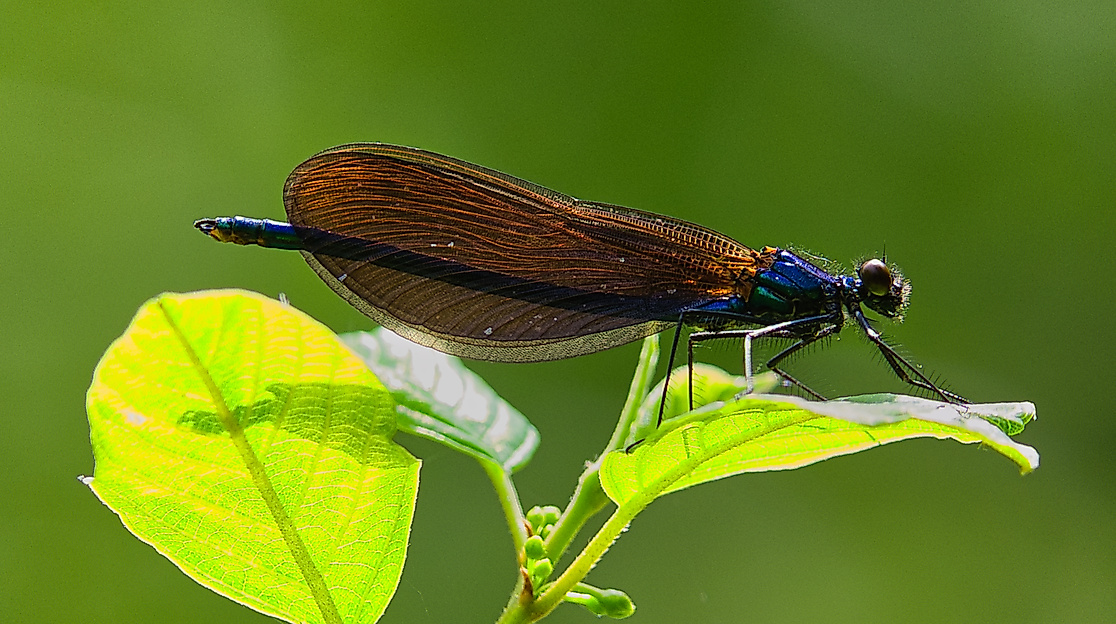 Blauflügel Prachtlibelle