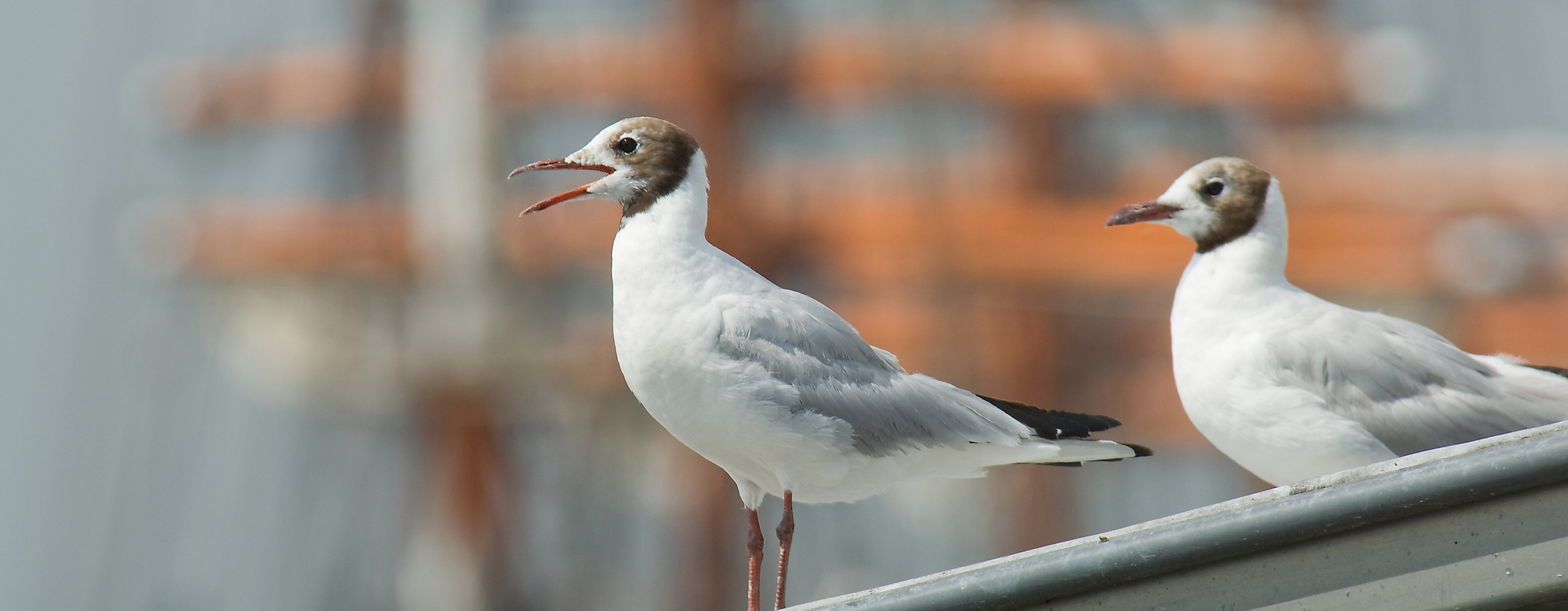 Zwei Möwen sitzen auf einem Metalldach vor unscharfen Masten eines historischen Segelschiffs