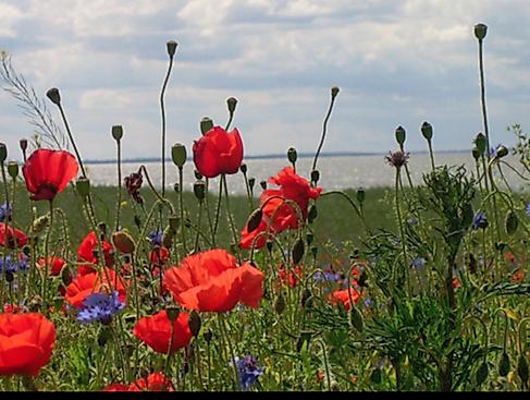 Blumenwiese vor der Ostsee
