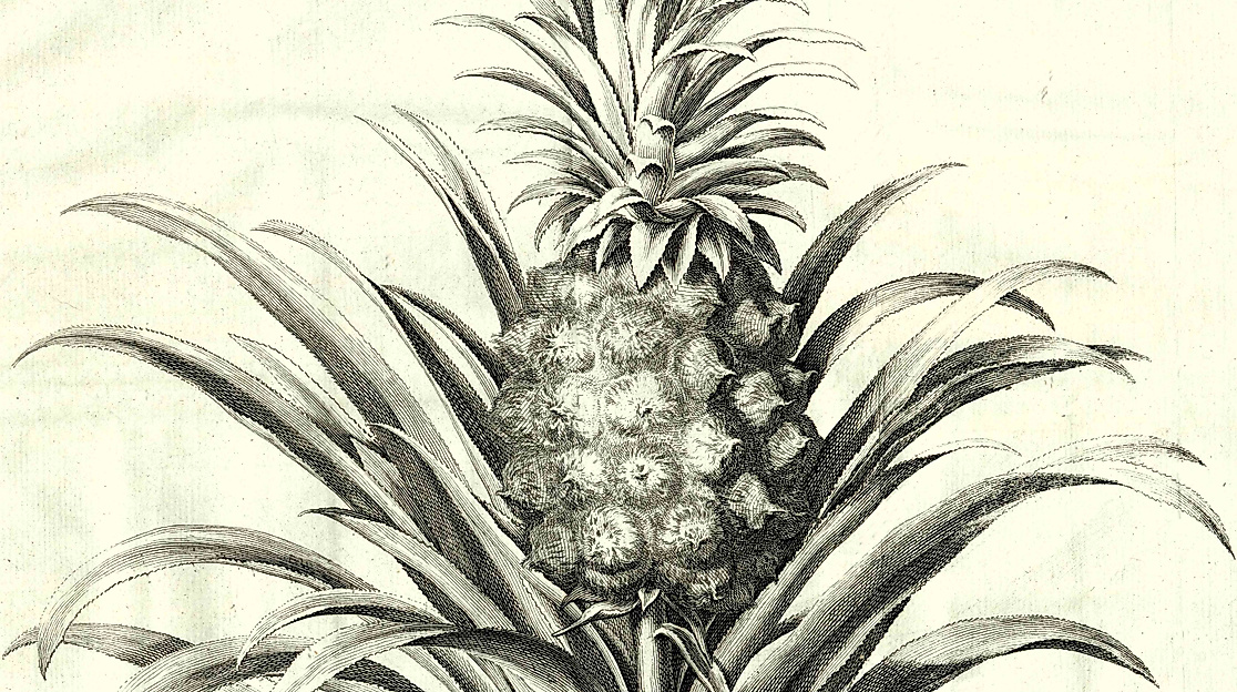 Der Küchengarten Ludwig des Vierzehnten