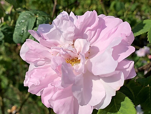 Destillations-Workshops - Workshop: Rosen-Destillation