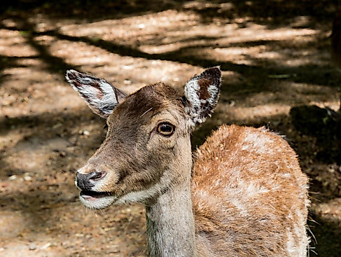 Image by minka2507 from Pixabay