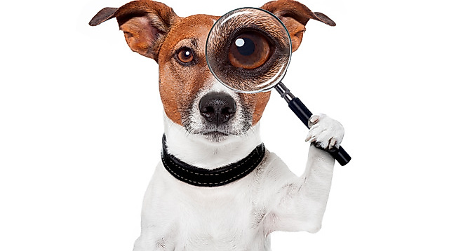 Krimitour mit Hund