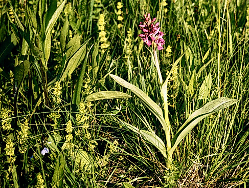 Orchidee Dactylorhiza-majalis