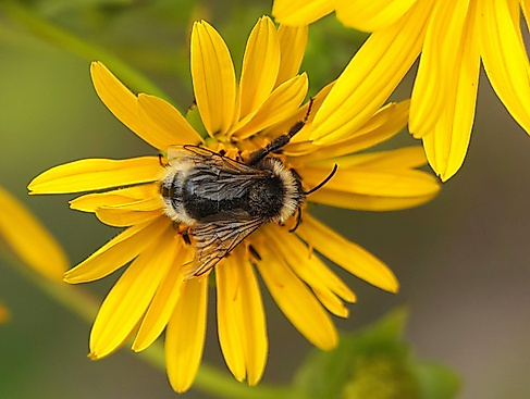 Hummel auf Blüte