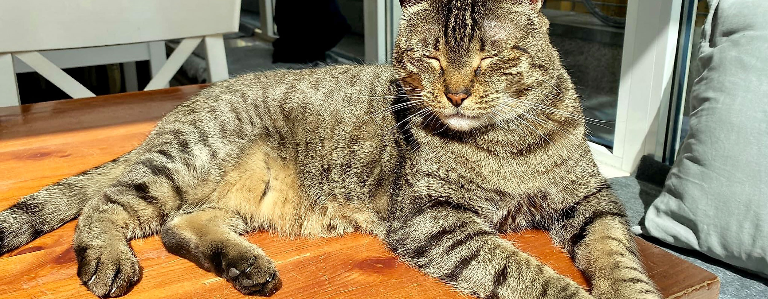 Katers Köök Katze Newman