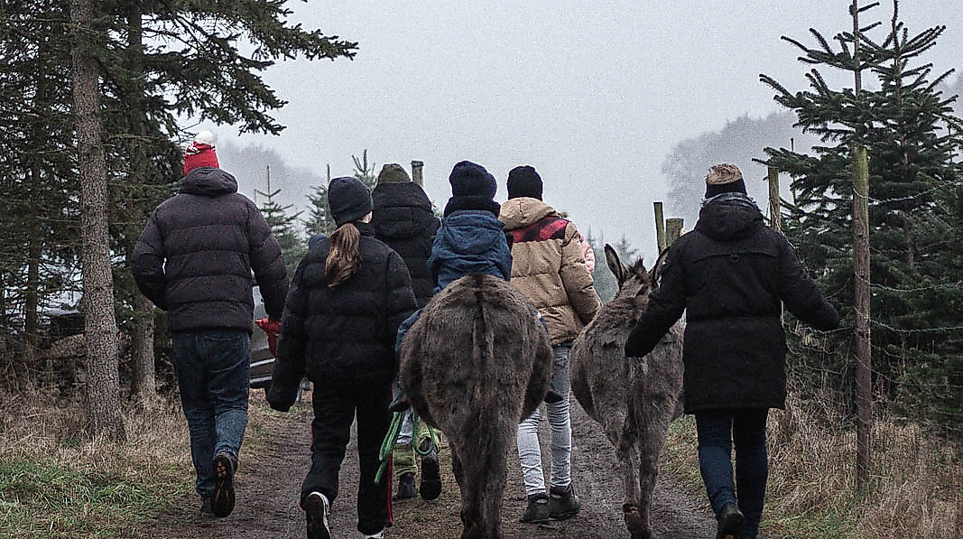 wilkenshoff-tannenbaum-schlagen-eselreiten-2