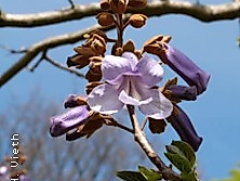 Rundgang: Bäume auf dem UKE-Gelände