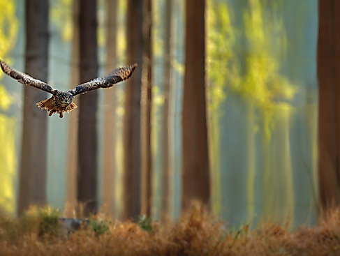Fliegende Eule im Wald