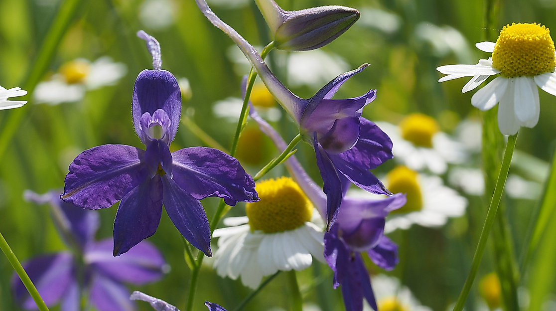 C. regalis A.Jahn 05