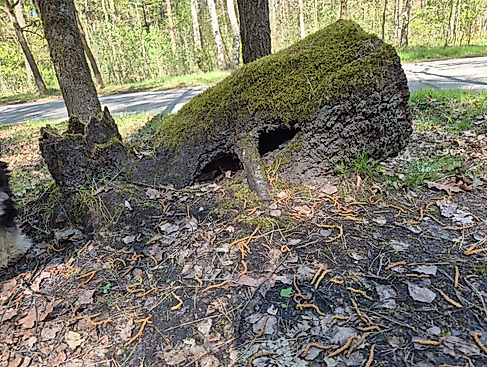 Mit Martha und Hein durch den Märchenwald