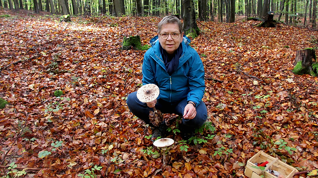 Auf die Pilze-fertig-los! - Tagesseminar