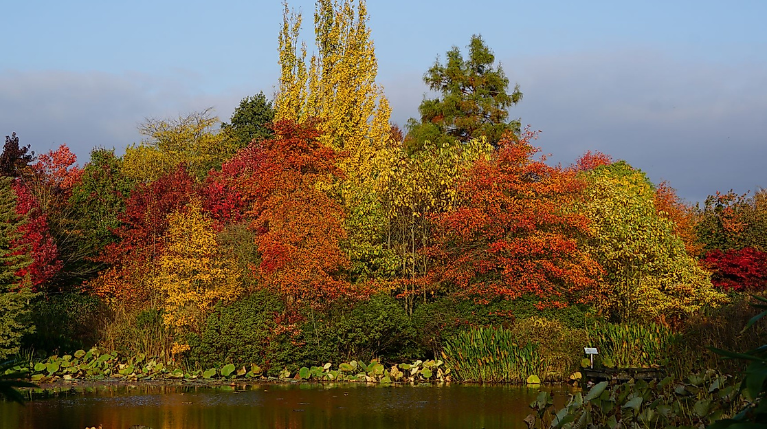 Herbstfärbung
