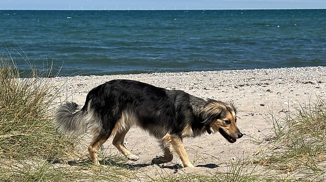 Freiheit am Strand