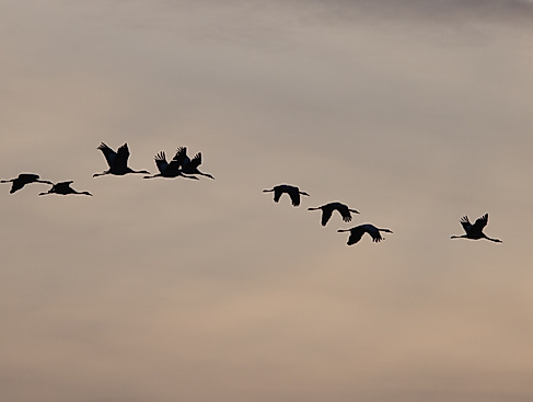 Gemeinsam sind wir sicher - Die Rast der Zugvögel