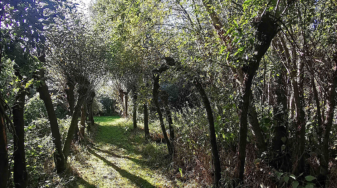 Vortrag: Das Halten von Bienen in Strohbeuten im Weidenzentrum