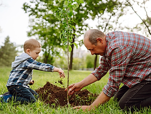 baum-pflanzencmaksym-belchenkoistock-1250004921-1500x1001
