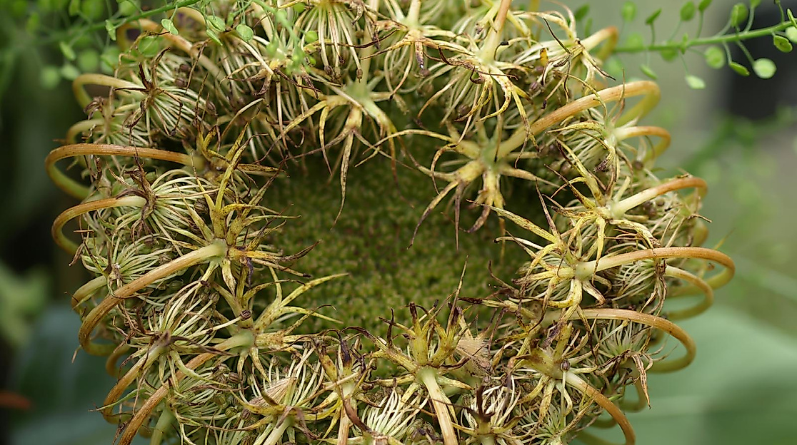 Daucus