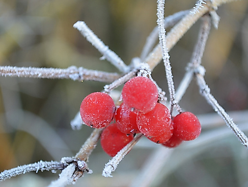 Winterliche Kurparkführung
