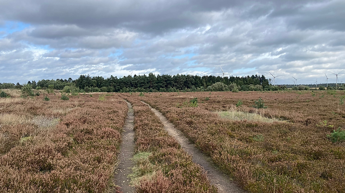 Kransburger Heide