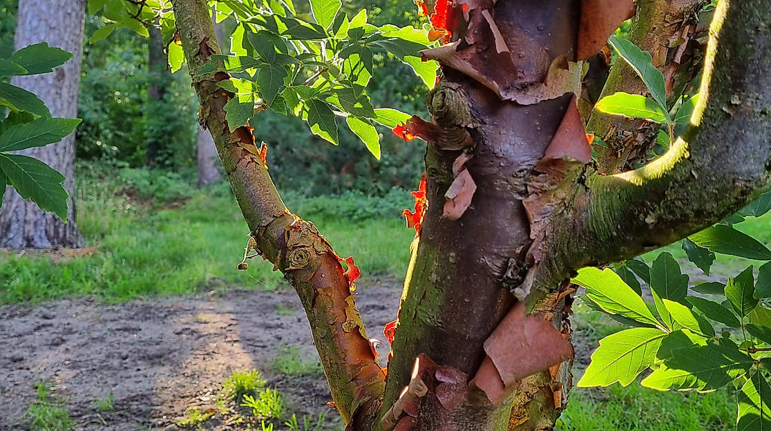 Schattenspiel im Cottage Garden