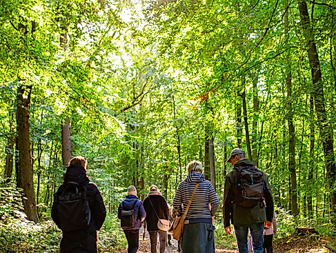 Wald erleben im Frühling
