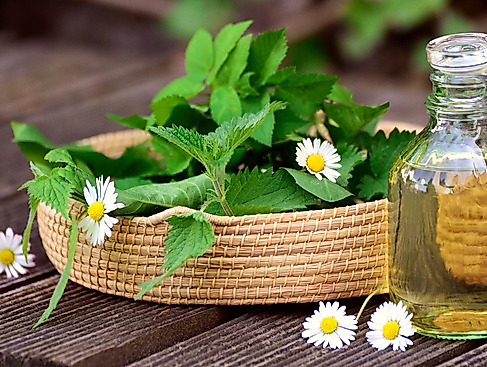 Wildkräuterwanderung auf dem Heidschnuckenweg