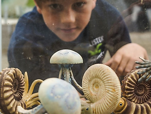 Fossilienwerkstatt - Expedition in die Urzeit