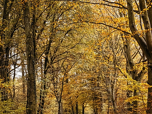 indian-summer-wald