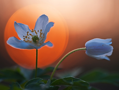 Naturpark-Tour: Frühblüher im Behlendorfer Wald