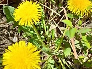 kleine-grueenzeugtour_bild_christa_hein-alex