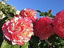 Rosen aus dem Süden