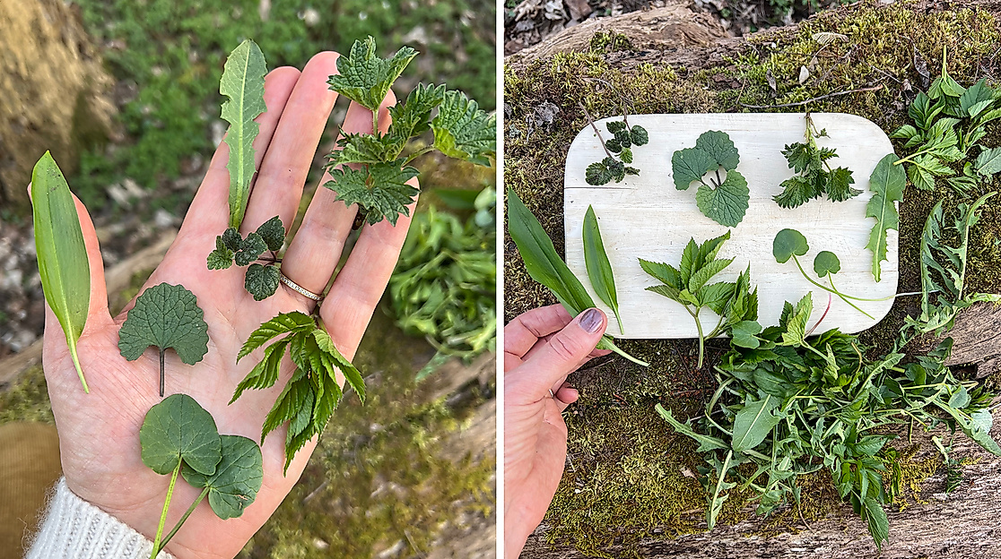 Sammeln und Anwenden von Wildkräutern in Hamburg und Schlwswig-Holstein mit Waldimpuls-Hamburg.