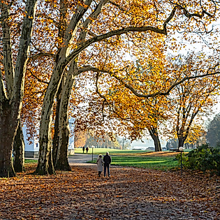 Spaziergänger:in im herbstlich gefärbten Hirschpark Blankenese unter alten Bäumen im Morgenlicht