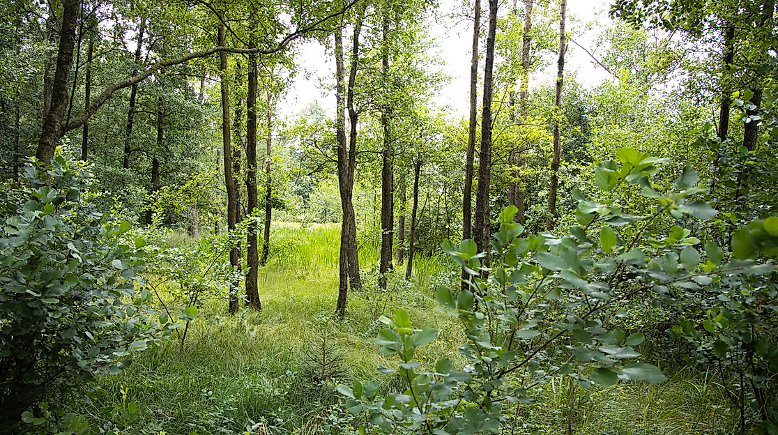 Abwechslungsreiche Landschaft der Südheide