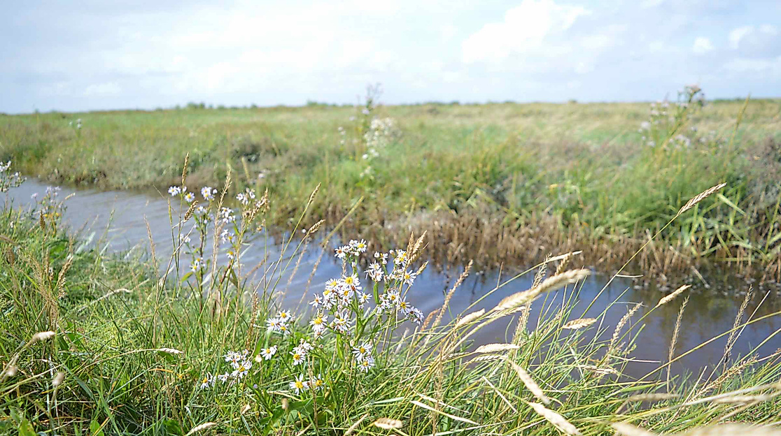 Salzwiesenführung - In Neptuns Vorgarten