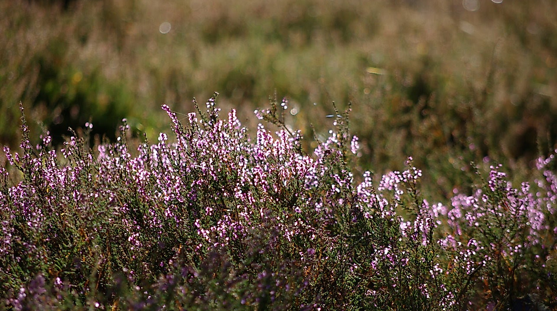 Mondscheinheide