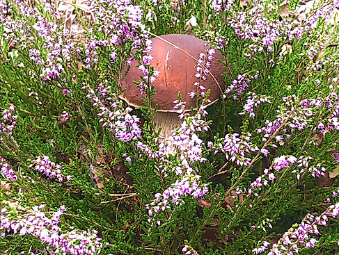 Pilz Heide
