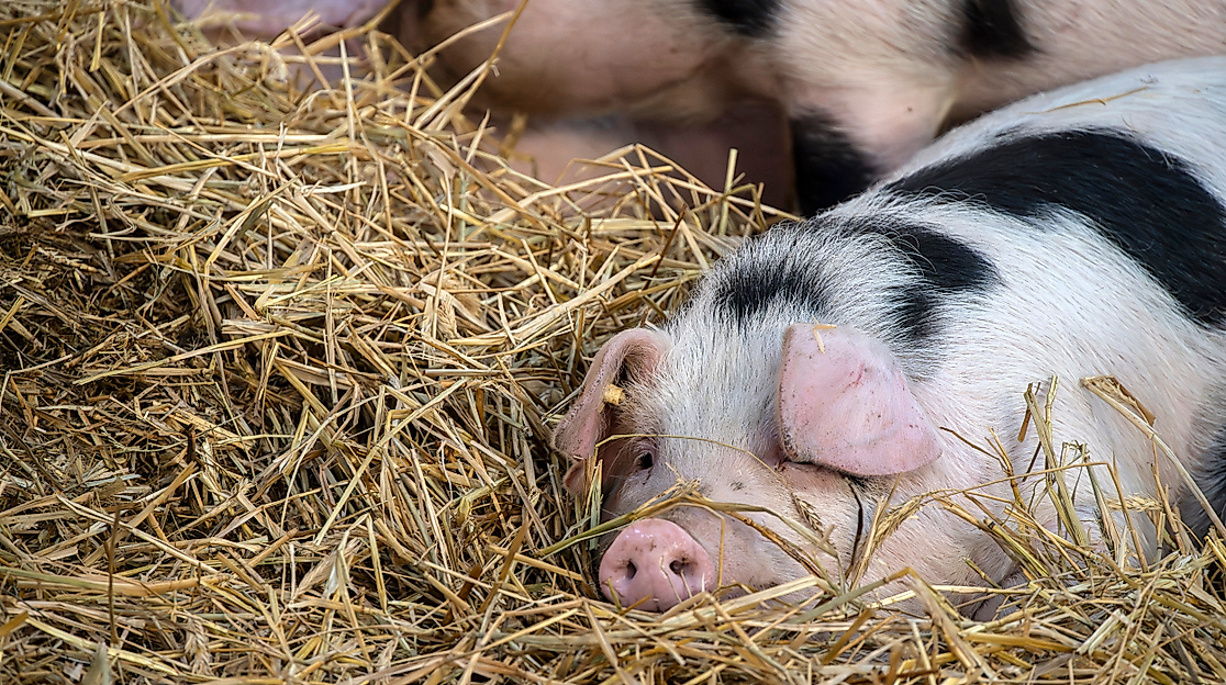 Apfel-Fest Lüneburger Streuobstwiesen e.V.
