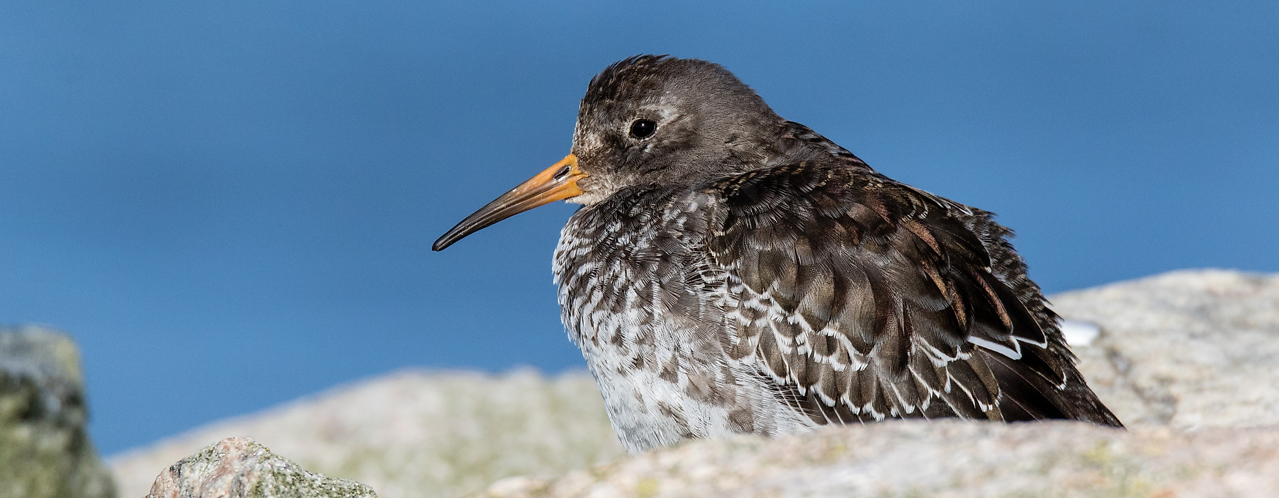 Meerstrandläufer mit gesprenkeltem Gefieder ruht auf Felsen bei Neuwerk vor blauem Himmel
