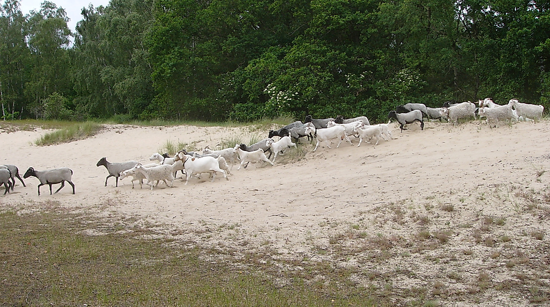 Boberger Dünen