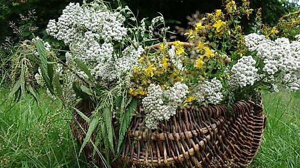 Kräuterkorb