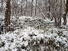 Winter-im-Ohmoor-1-300x169