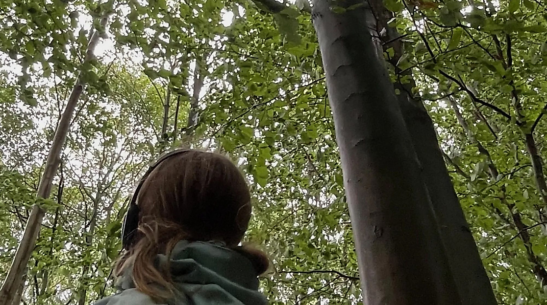 Wurzelstimmen und Blattgefl&uuml;ster